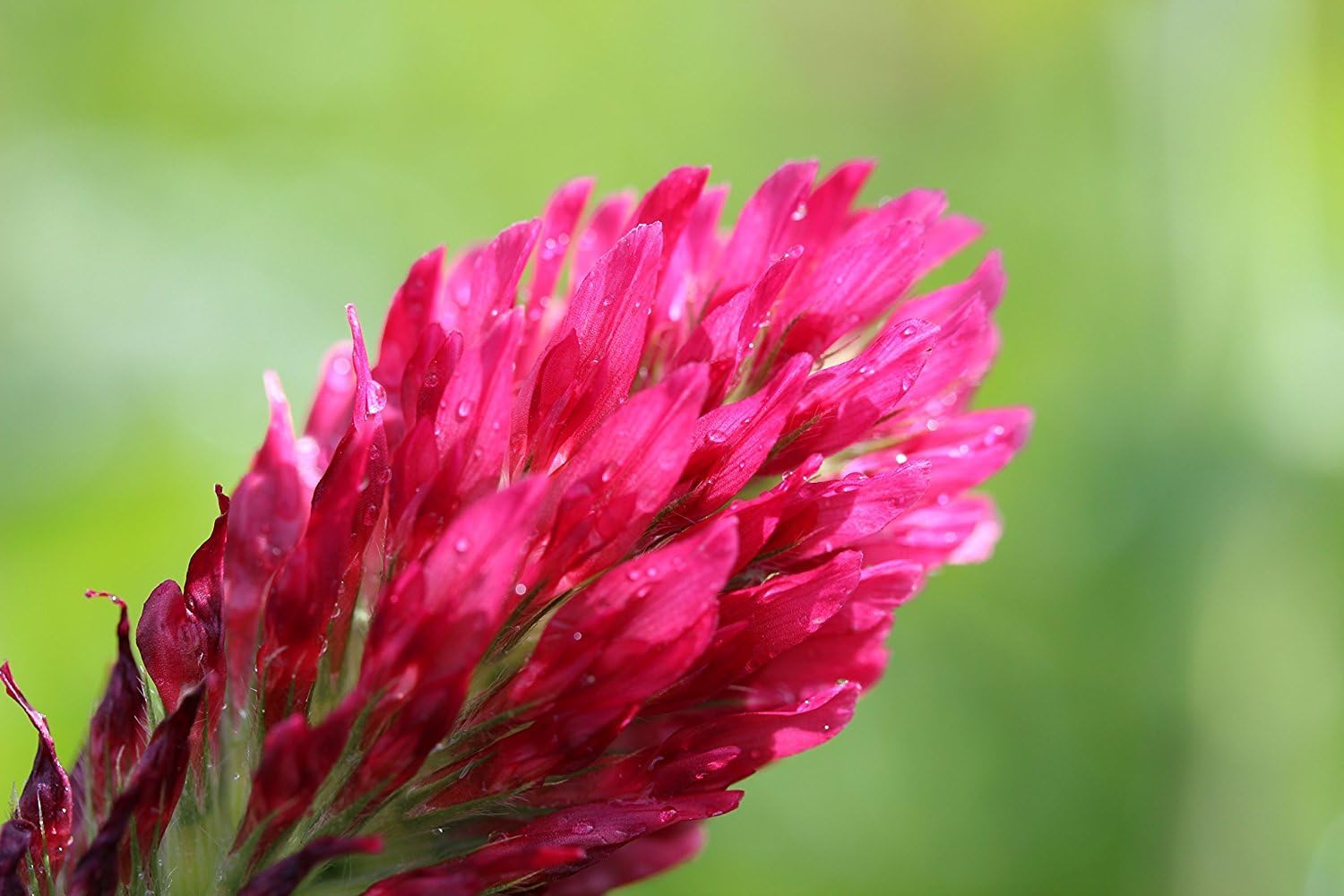Crimson Clover (Nitro Coated) Nice Garden Flower by Seed Kingdom Bulk 5 Lb Seeds
