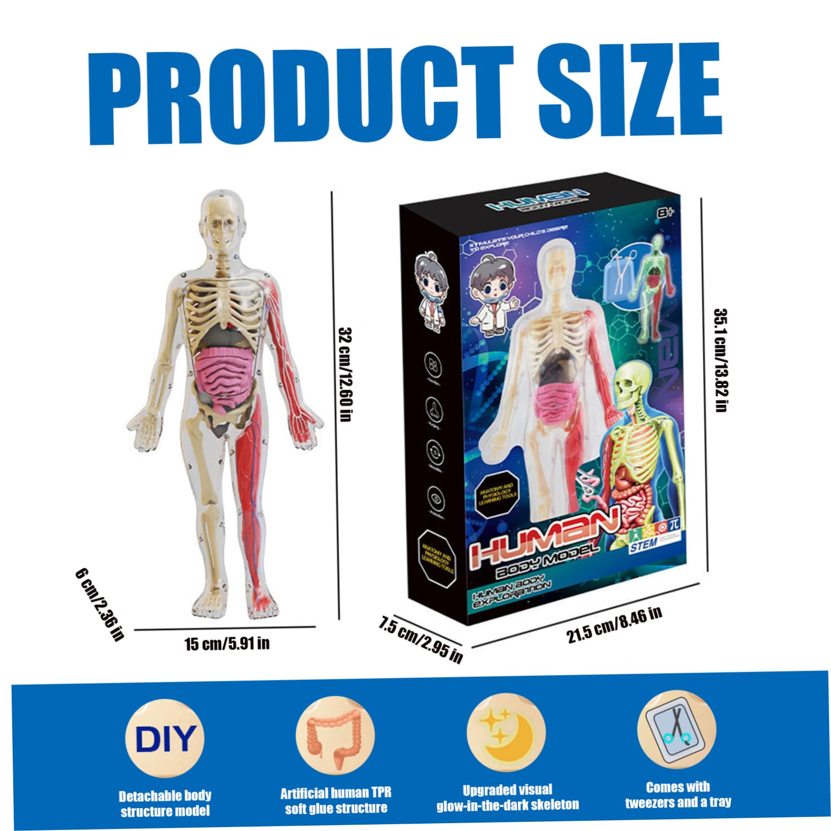 Modelo de Cuerpo Humano para niños, Modelo de anatomía Humana Realista Que Brilla en la Oscuridad, Cuerpo Desmontable de Bricolaje, anatomía educativa para Regalos de niños