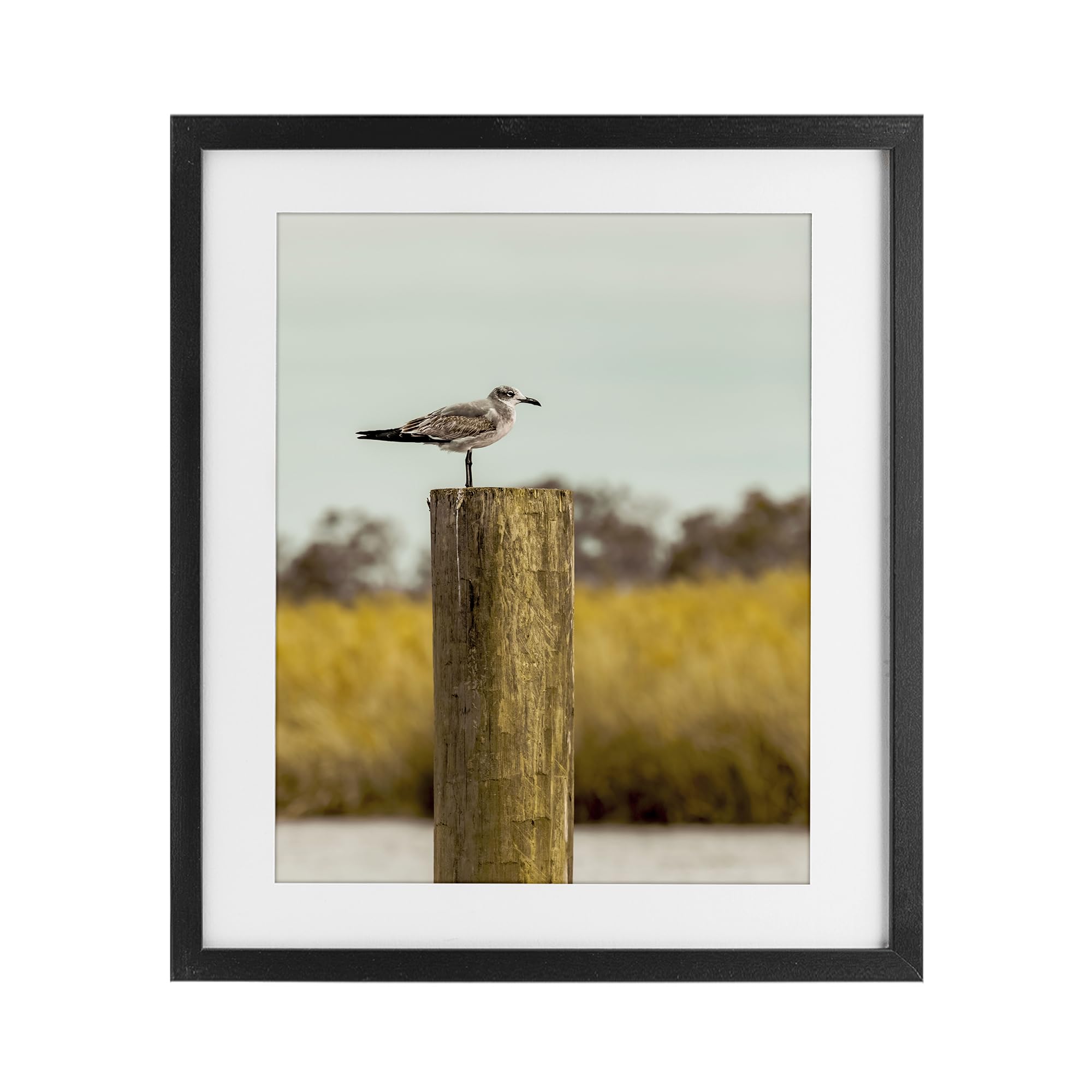 Stupell Industries 'Gull On Piling', Framed Print Under Glass, Black, 13 x 16 Inches, Easy to Hang and Sturdy, Made in USA, by Christy Berry