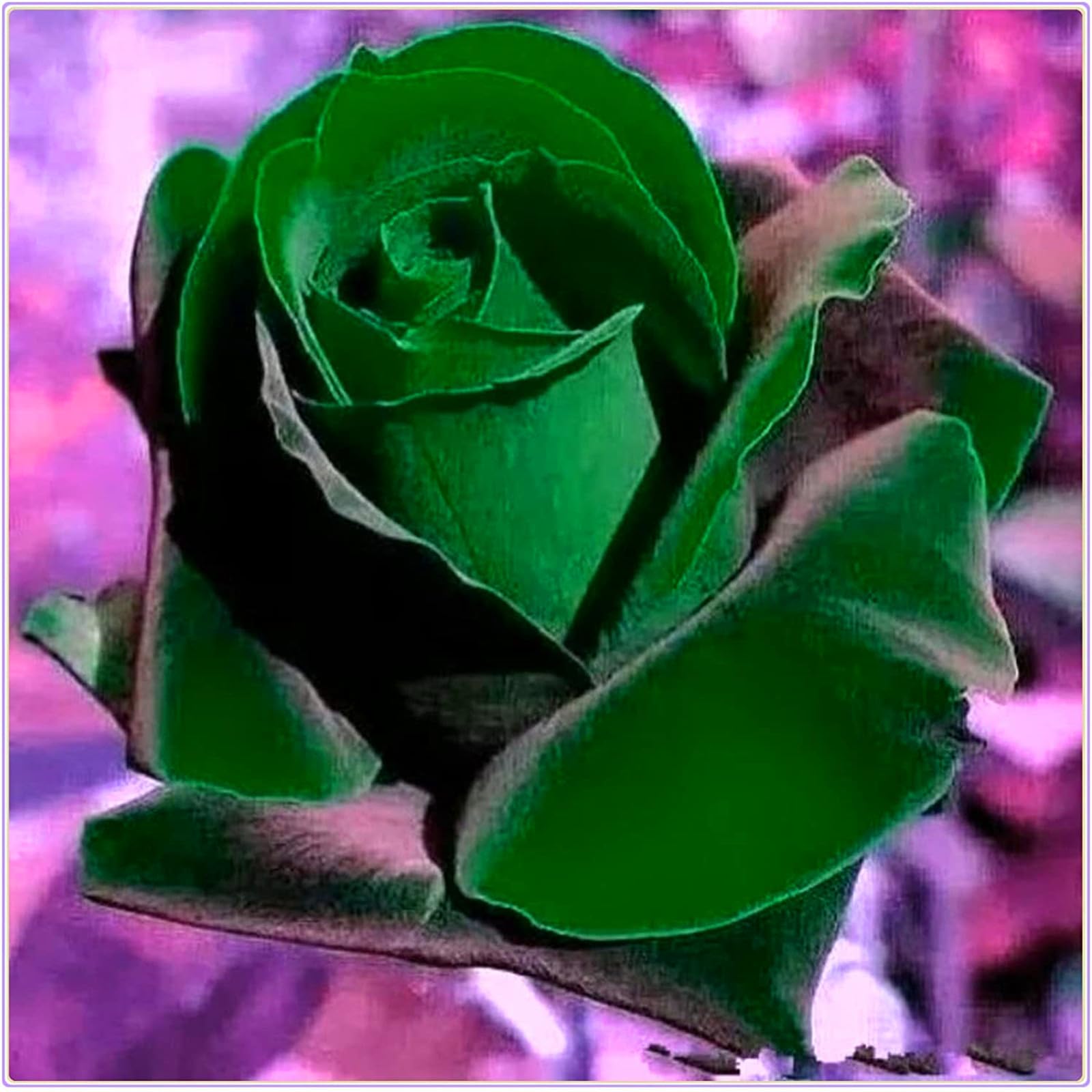 Rose Bulbs Now UK, Strong Plant, Excellent Display, Rare Plants, Easy Plant, for Containers, Natural Organic, Mix Greening Flower, 1bulbs-f