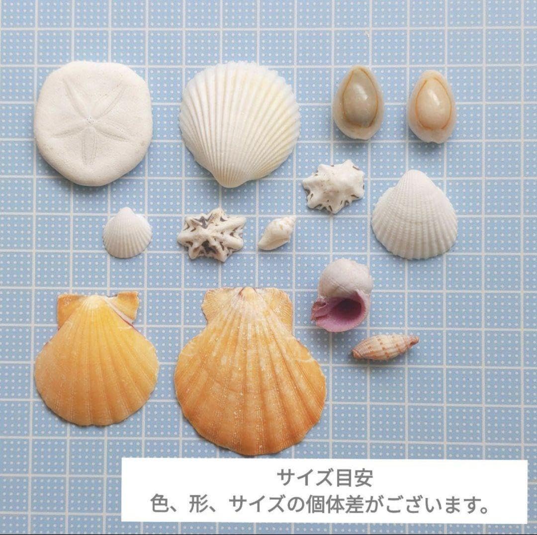 Amazon.co.jp: 貝殻セット 貝がら 大量 シェルパーツ ナチュラル 海