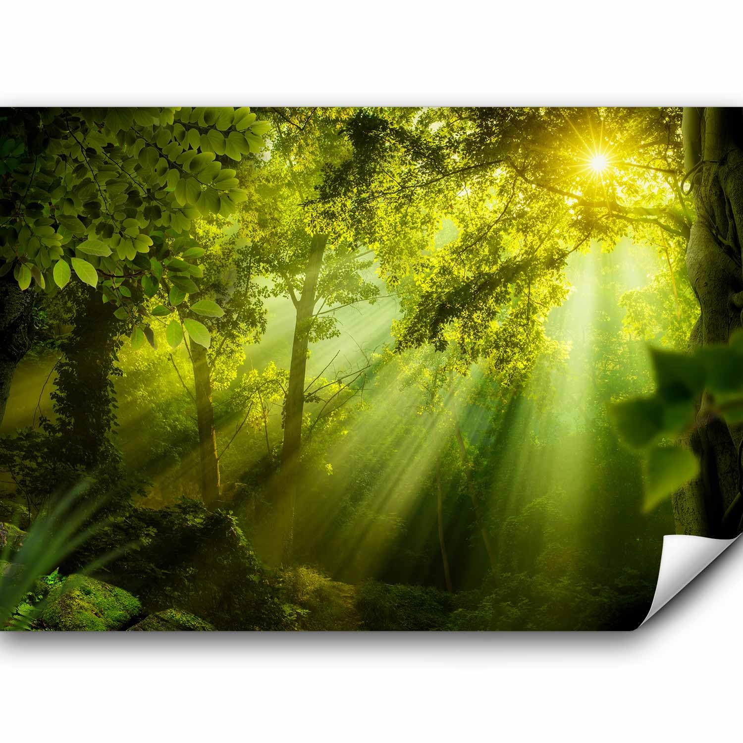 murando - Fototapete selbstklebend Wald, 392x280 cm, Schlafzimmer, Full HD