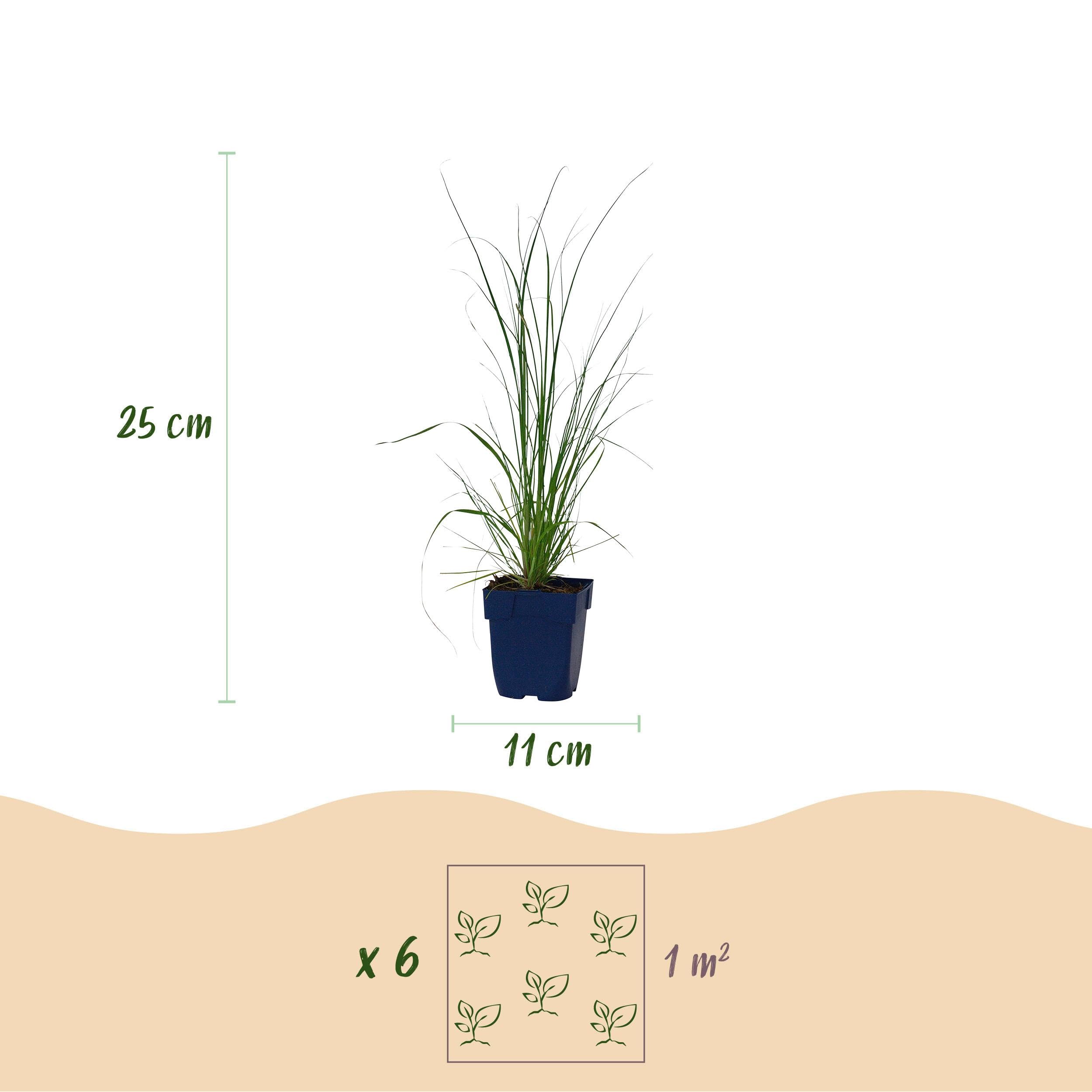Cortaderia odm. Pumila – trawa pampasowa karłowata – z kłosami – szara – 6 roślin - 15-25cm - Ø11cm - Roślina ogrodowa