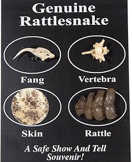 One Fang/Bone/Skin/Rattle Rattlesnake Pack (AR-598-50PK) C4E