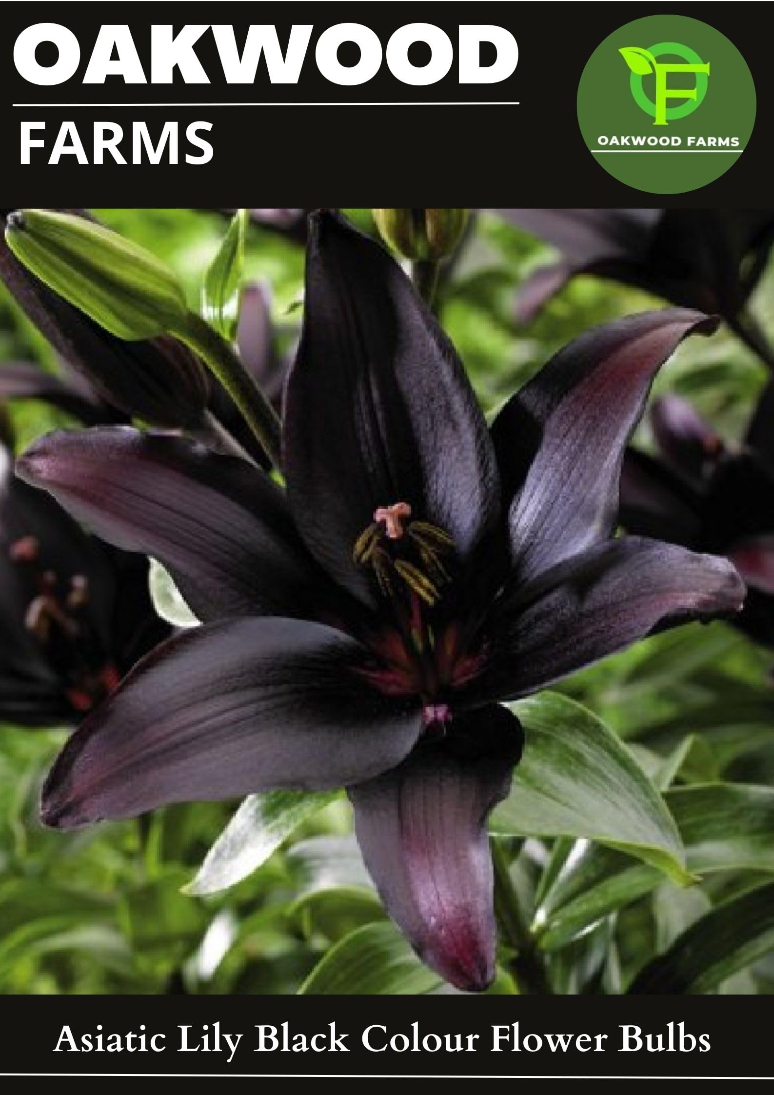 Oakwood Farms® Imported Black Color Asiatic Lily/Lilies/Lilium