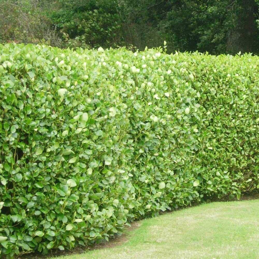 30 Griselinia Littoralis Hedging Evergreen Plants Fast Growing Shrubs 35-50cm Potted Sunnyside Nurseries