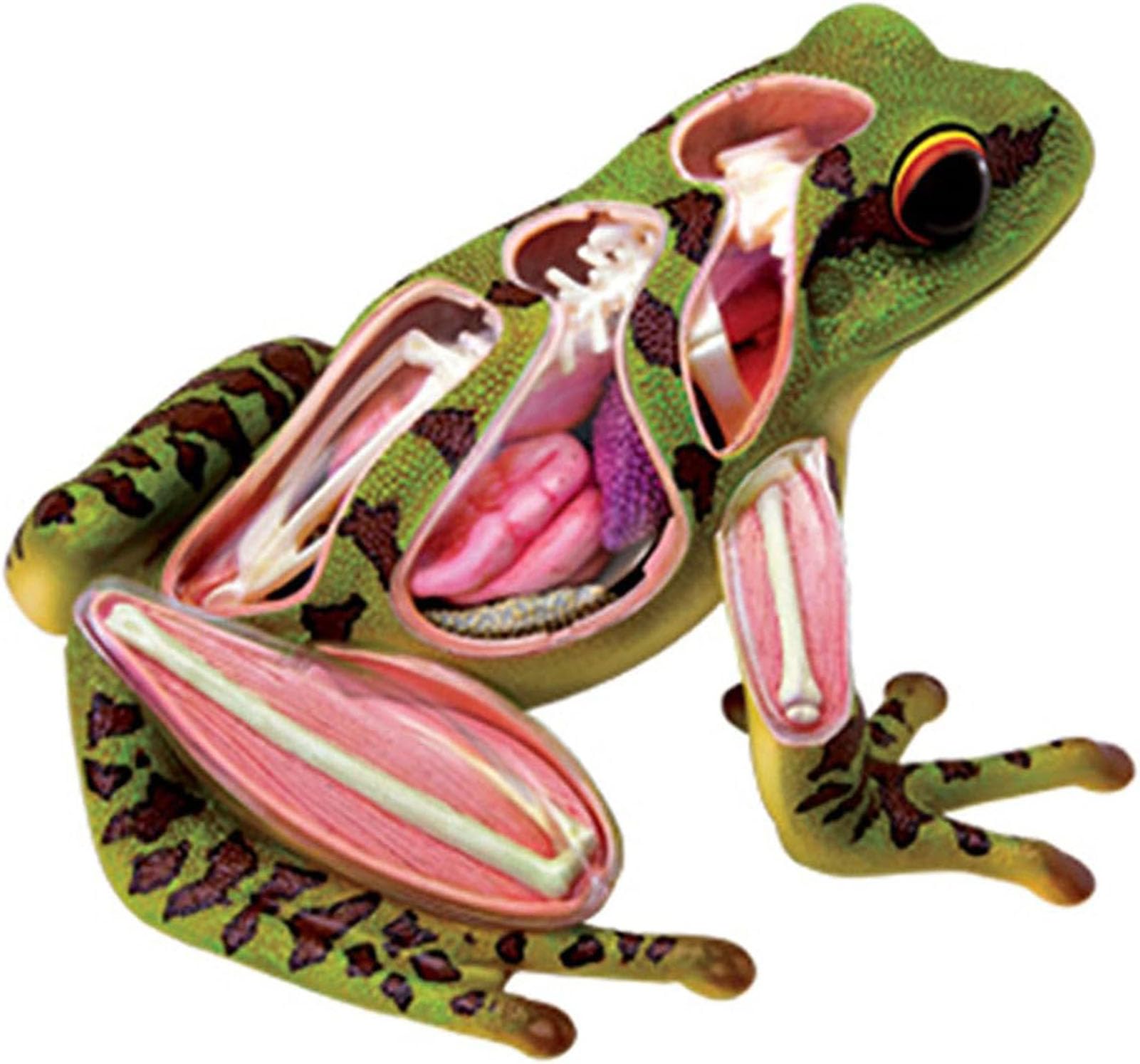 Modello anatomico a rana 4D, kit di dissezione simulata, scheletro animale per l'educazione scientifica della biologia, per laboratorio didattico