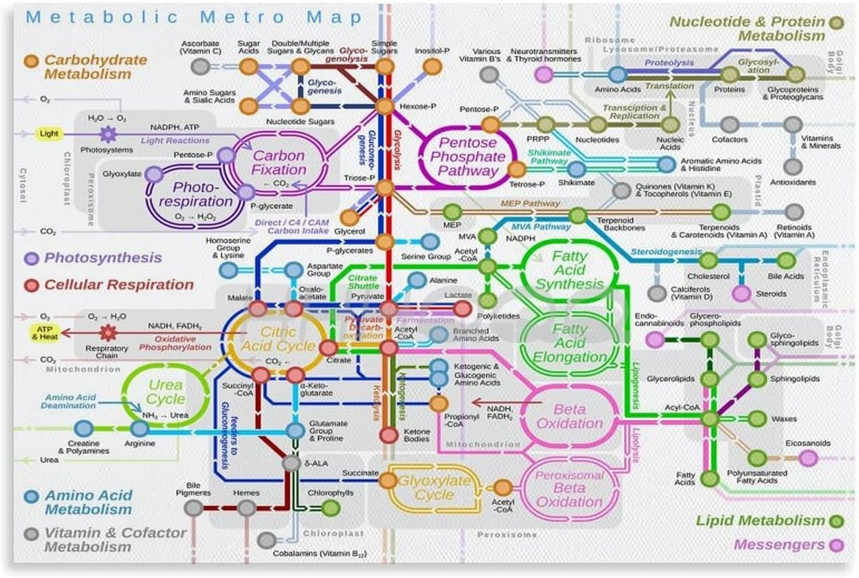 Biology Knowledge Poster Human Metabolic Pathways Chart (3) Canvas for Bedroom Living Room Decor 36x24inch(90x60cm) Unframe-style