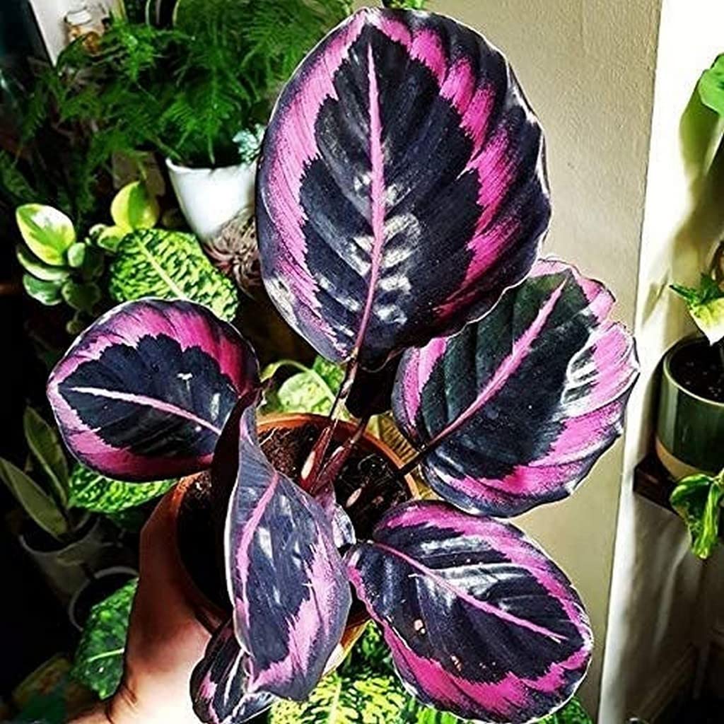 OhhSome Plants For Home Indoor Live Calathea Dottie Plant/Very Rare Plant Include Pot Plastic And Décor|Indoor Plants|Air Purifying|Balcony|- Best