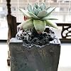 Black Horticultural Lava Rock for Plants, Natural Volcanic Stone Succulent Cactus Bonsai Potting Decorative Soil, Cover Plant Drainage Gravel Terrarium Indoor Outdoor Gardening Top Dressing, 2lb