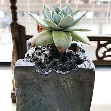 Black Horticultural Lava Rock for Plants, Natural Volcanic Stone Succulent Cactus Bonsai Potting Decorative Soil, Cover Plant Drainage Gravel Terrarium Indoor Outdoor Gardening Top Dressing, 2lb