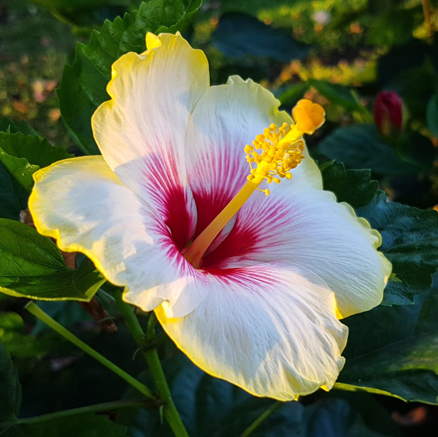 Dejestqoo Hibiscus Flower Plant 3 Color/Joba Beautiful Outdoor Garden Tree (B0BK5Y6QTL) Amazon Price History, Amazon Price Tracker