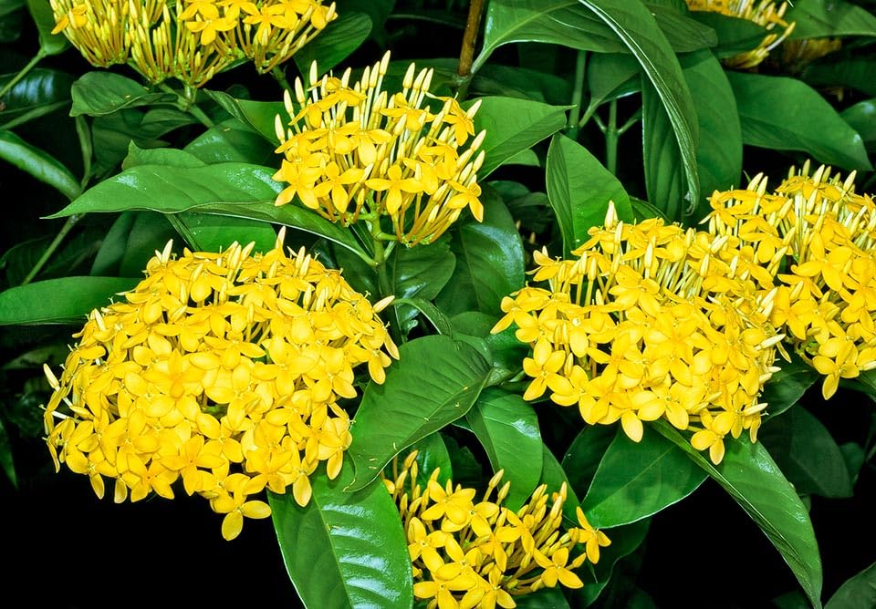 ONLINE PLANT BAZAR Ixora Dwarf Yellow(RANGAN) FLOWER LIVE PLANT (B0C996KBT8) Amazon Price History, Amazon Price Tracker