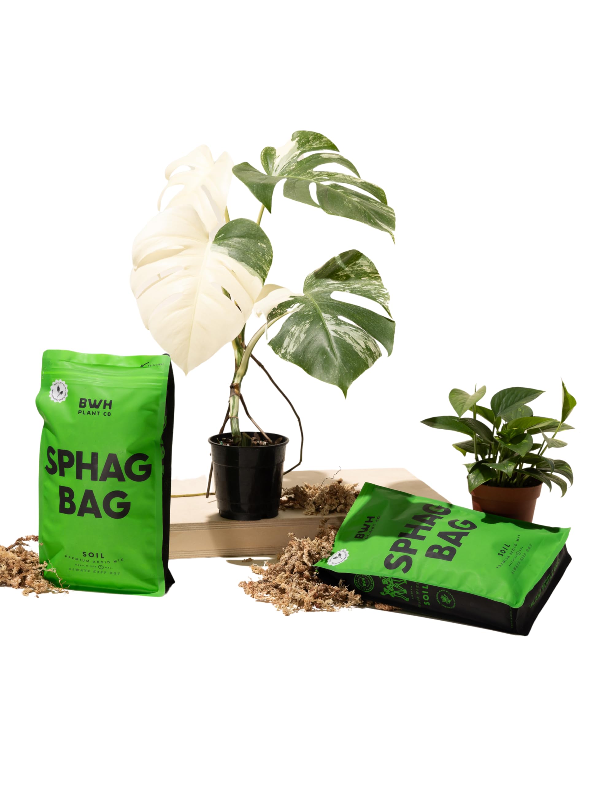 Amazon.com : BWH Plant Co Sphag Bag 1 Gallon Premium-Grade Filtered Aroid  Mix Gardening Sphagnum Moss for Orchids, Tillandsia, Monstera, Anthurium,  Epipremnum and More! : Patio, Lawn & Garden
