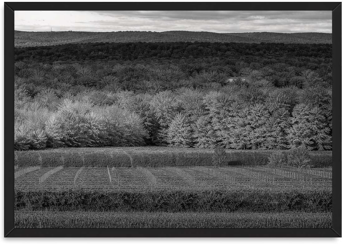 Framed Black and White Forest Vineyard Wall Art, Canvas Print Minimalist Landscape Poster, Elegant Nature Painting, Stunning Wall Decor Pictures for Living Room and Office Home Decoration (Black Framed,12L"x16W")
