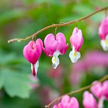 Vivai le Georgiche - Real Dicentra Spectabilis Plant - Pot Diameter 11 cm