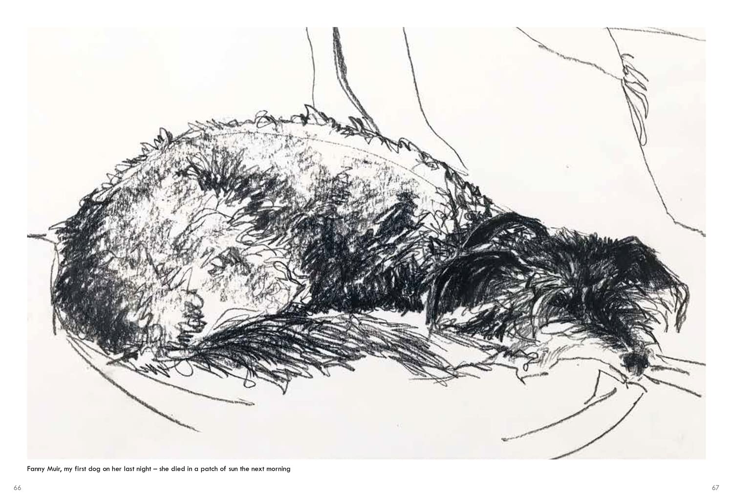 Old Dogs: A collection of charming dog portraits