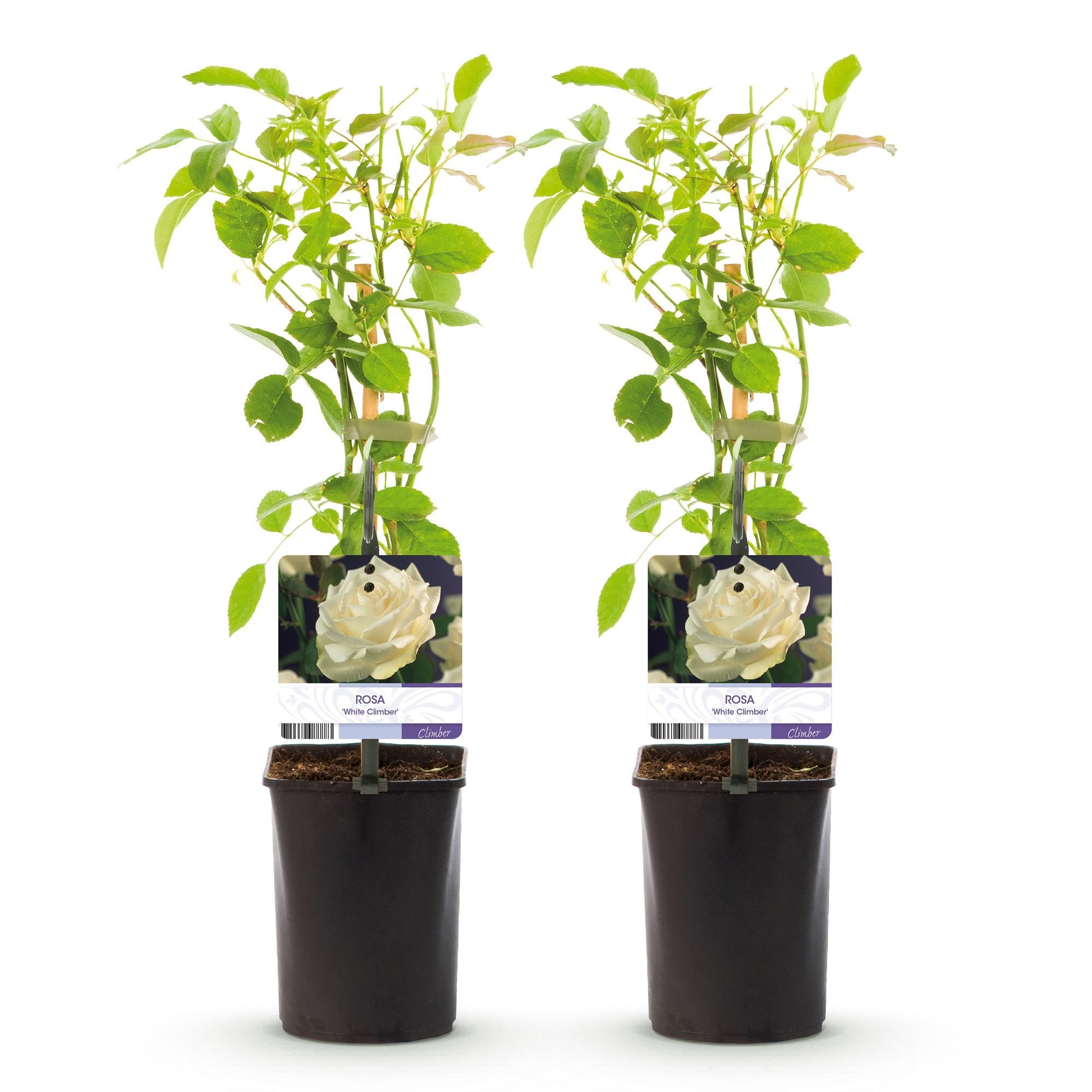 Rosal Trepador Resistente, Exterior, Flores Blancas, 2 Plantas, 40cm