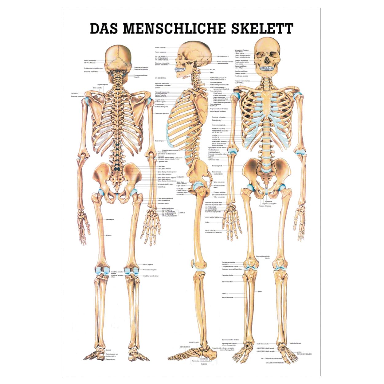 Sport-Tec Skelett inkl. Stativ und Lehrtafel das menschliche Skelett