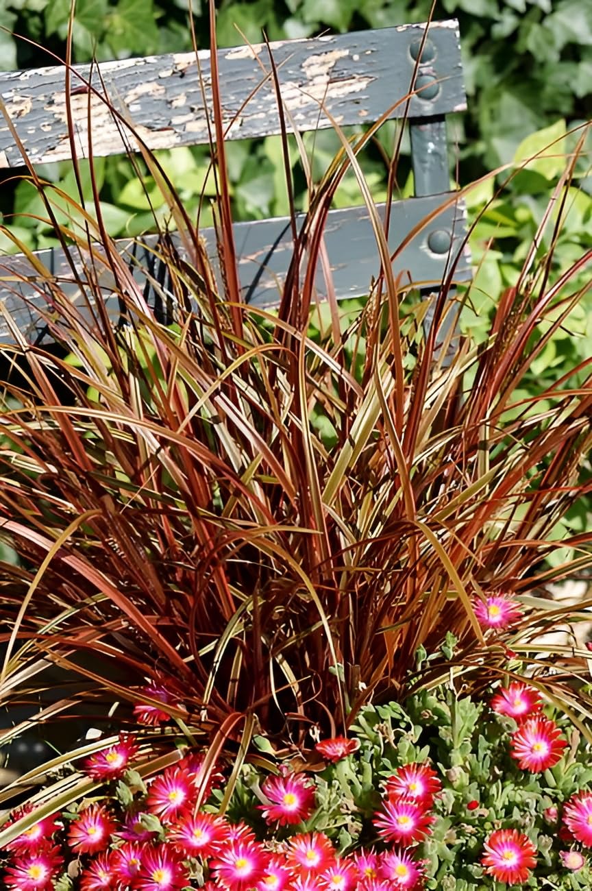 Stauden Gänge 10 x Uncinia rubra 'Everflame' Mahagonigras winterhart