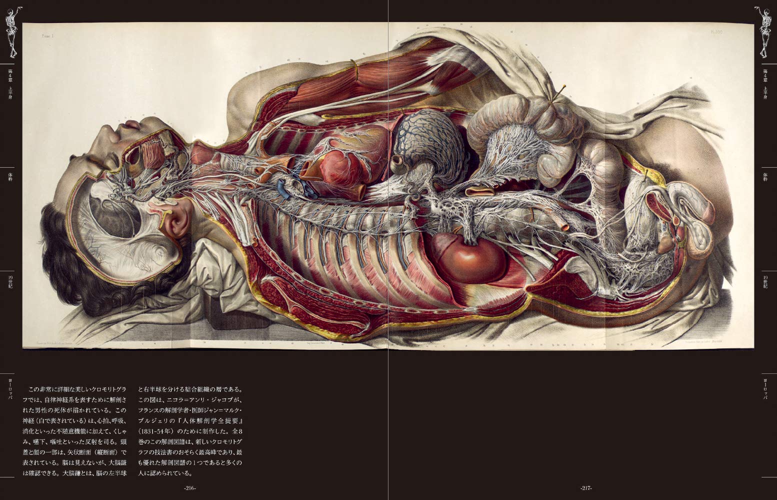 裁断済 図説人体解剖学 第1巻 裁断済 図説人体解剖学 第1巻
