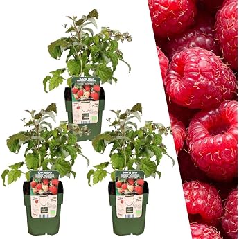 Plants by Frank Rubus Idaeus 3 x organic raspberry plants diameter 13 cm