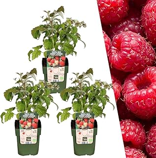 Plants by Frank | 3 Himbeeren Pflanzen | 100% Bio Obstpflanzen | Himbeeren | Gartenpflanzen | Winterharte Pflanzen Garten | Gartenpflanzen Winterhart product image