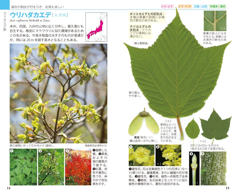 カエデ識別ハンドブック 貴史 猪狩 本 通販 Amazon