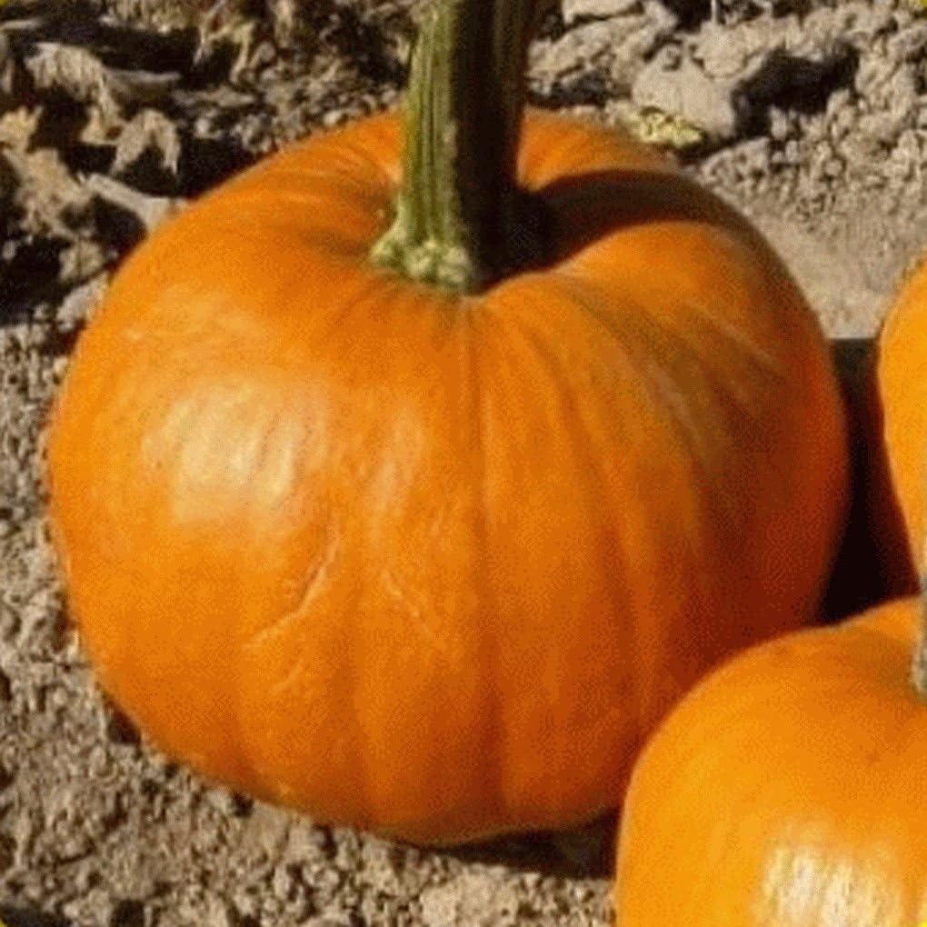 20 Organic Small Sugar Pumpkin Seeds Patio, Lawn & Garden