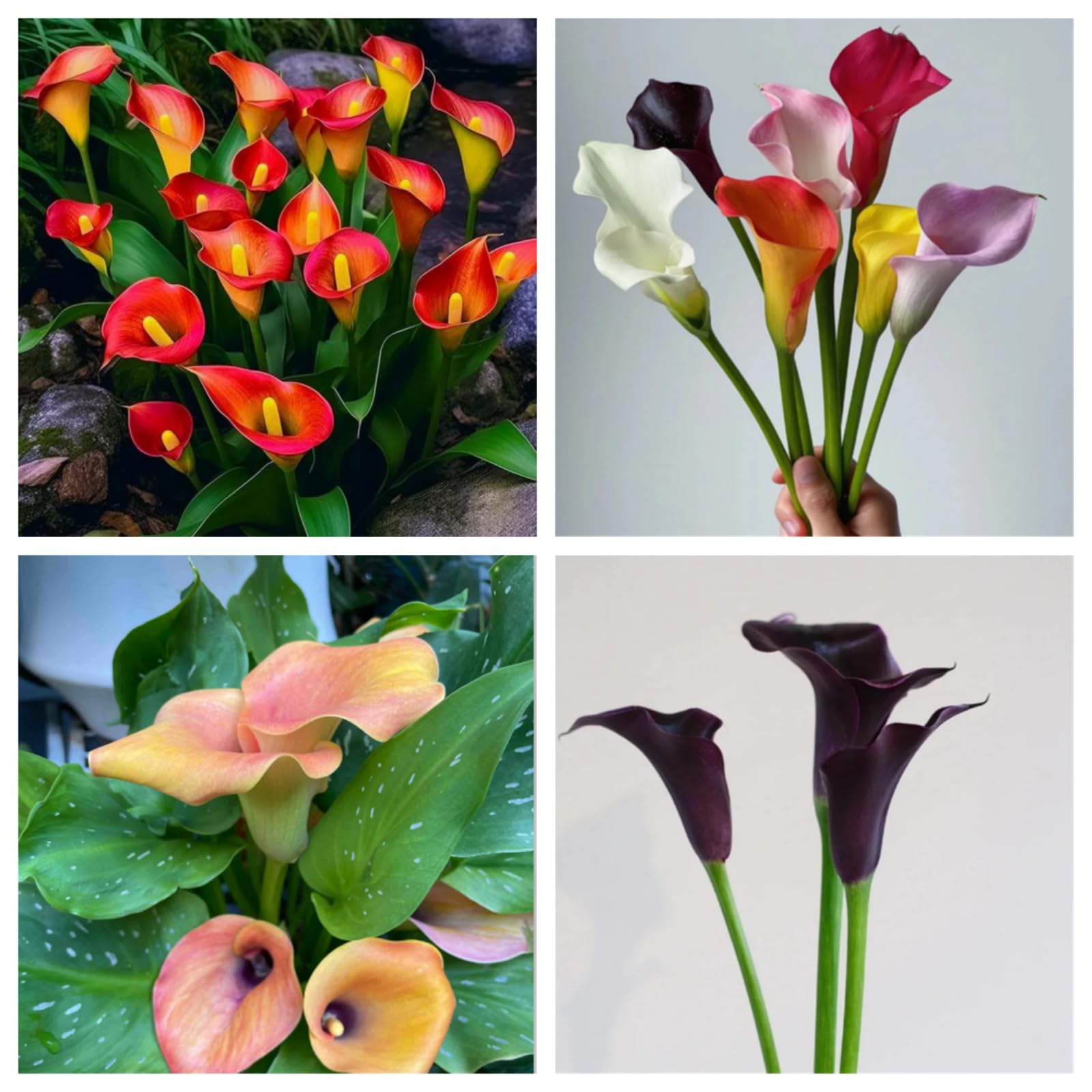 Hardy Perennial,Canna Plants UK, Excellent Display Calla Lily Bulbs, Multi-Color Mix, Multi-Bulb Set, Summer Flowering Perennial plants-8bulbs-C