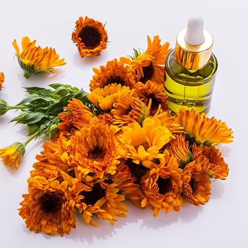 Miniatura 5 de Jovvily Flores de árnica - 8oz - Flores enteras secas - Anti-inflamatorias*