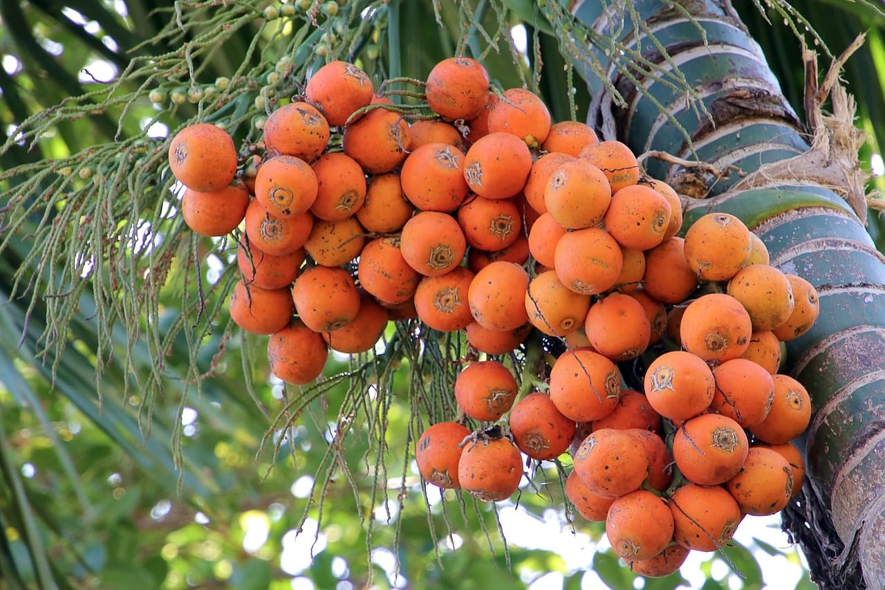 The Royal Crafty Exotic All Time Hybrid Betel Nut/Areca Nut/Supari live Plant Grow Your Own Supari Garden (B0CC36D5VR) Amazon Price History, Amazon Price Tracker