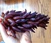 Grape Vine Plant,Excellent Display,Good for Containers,Ggrape Bare Root,Finger Grape Root-4 Roots