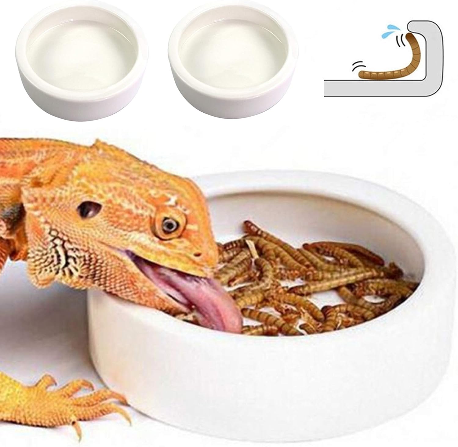 automatic feeder for bearded dragon