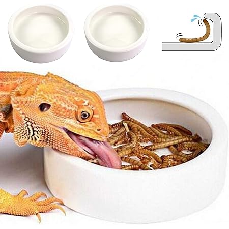 mealworm feeding dish