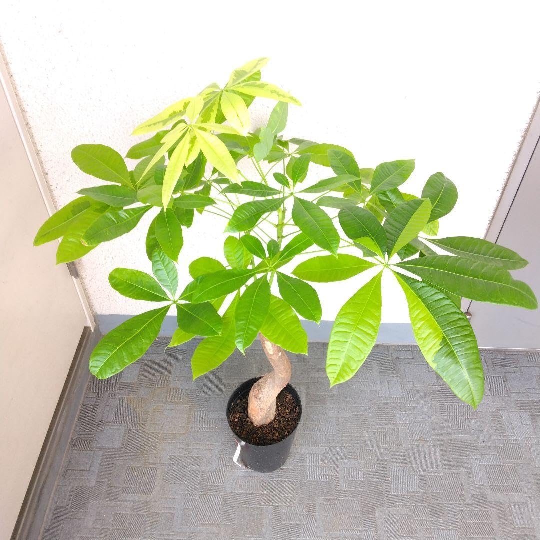 Amazon.co.jp: 品種パキラムーンライト！斑入り観葉植物！高さ95