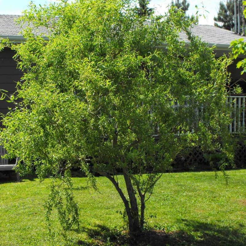 2 Curly Corkscrew Willow Tree Live Plants | 12-24" Rooted Cuttings | Cold-Hardy Native Deciduous Plants