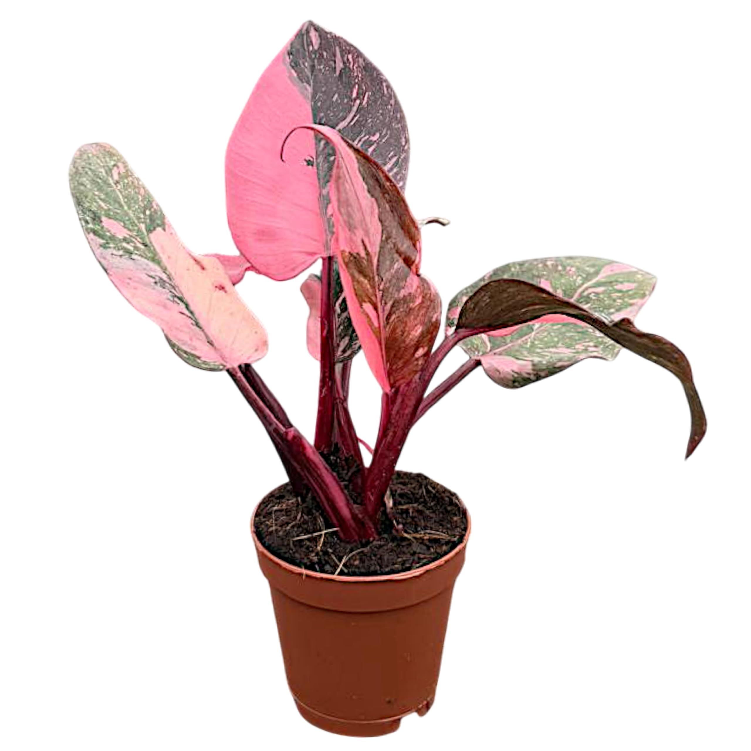Amazon.com: CoollectivePlants Philodendron Pink Princess Marble  Rare  Philodendron Plant Live in 2 Grower's Pot, Live Indoor House Plants, Low  Maintenance Indoor House Plants Live : Grocery & Gourmet Food
