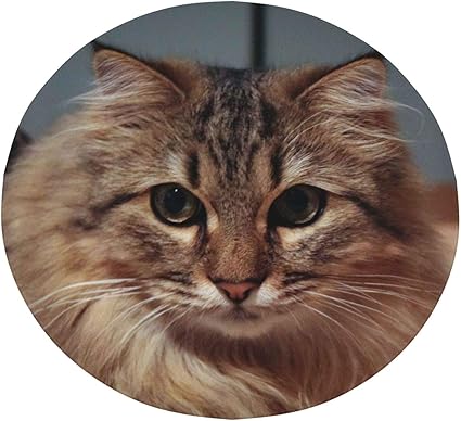 Amazon Co Jp 毛布 猫ペット動物 2 ブランケット 丸い毛布 掛け毛布 フランネル ふわふわ 暖かい オールシーズン 洗える アレルギーを防ぐ ホーム キッチン