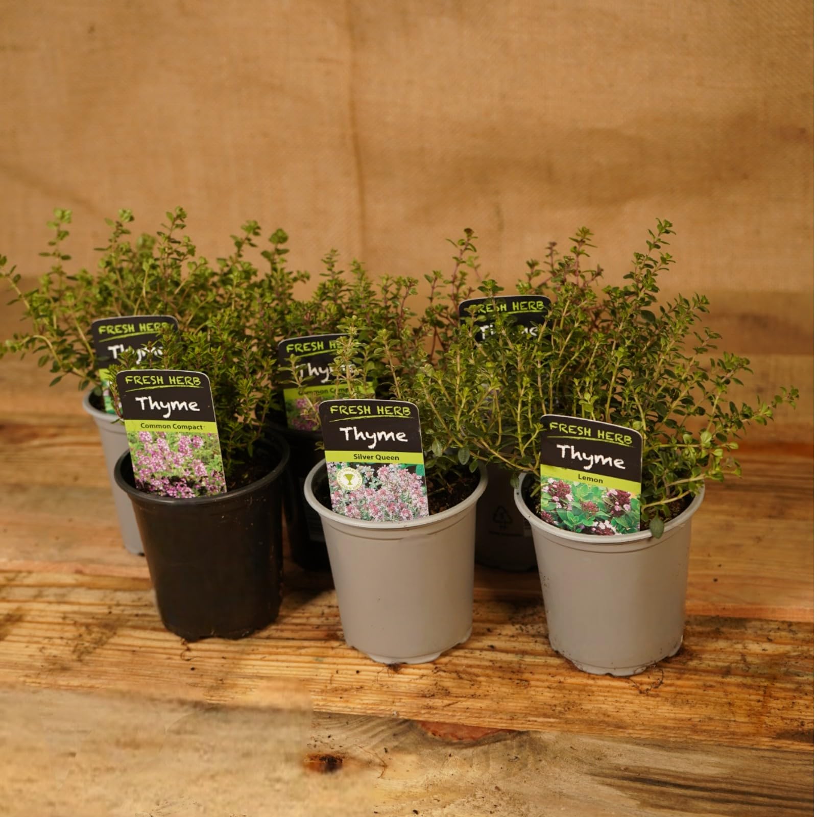 Carbeth Plants 6 x Mixed Thyme Plants in 9cm Pots
