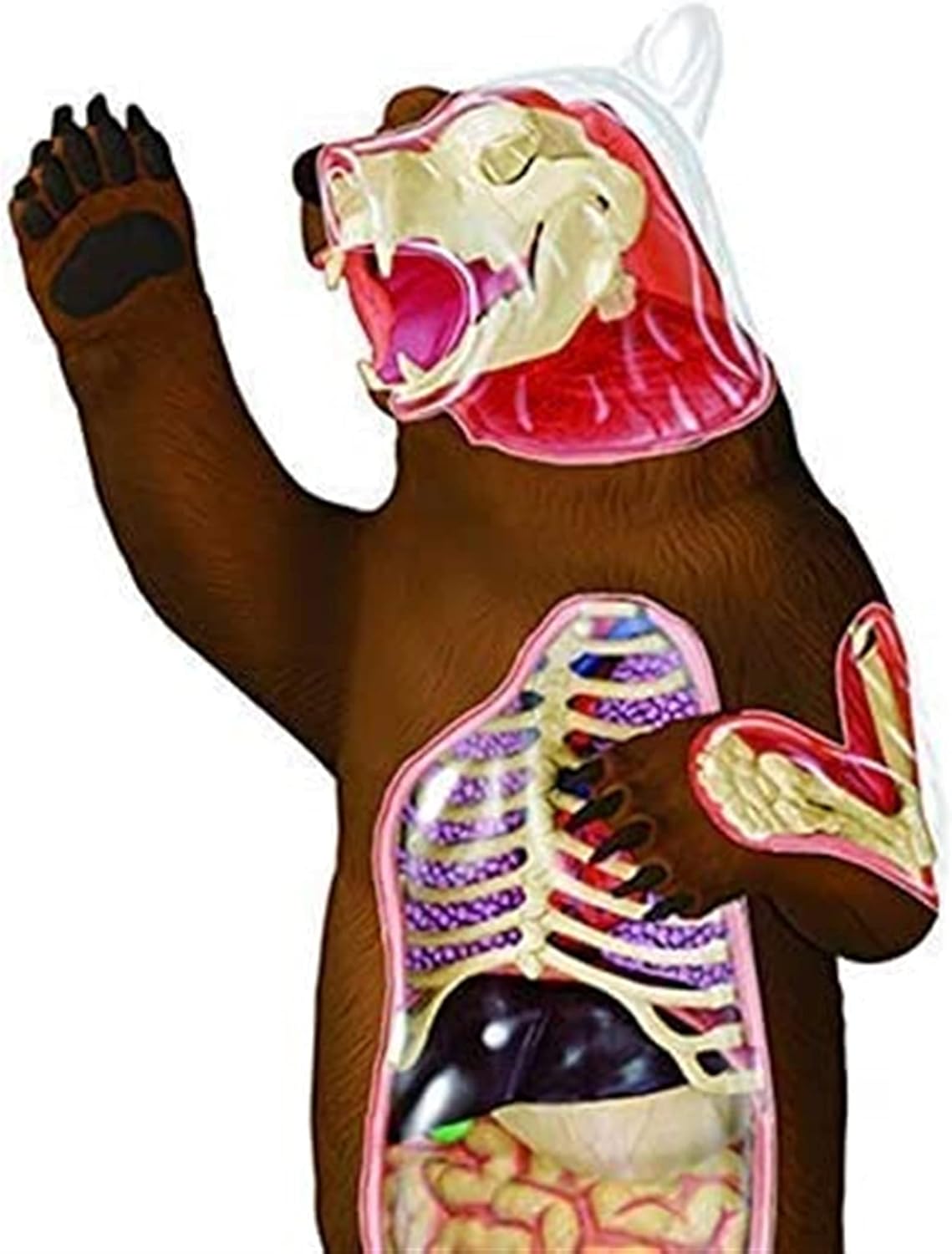 Study Model Educational Model Animal Anatomy Model Anatomical Bear Organ Skeleton Model Plastic Material Bear Structure Model For Medical Educational Training Aid Assembly Toy Medical Models (B) (A