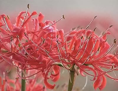 Lycoris Radiata Bulb - One Red Spider Lily Bulb