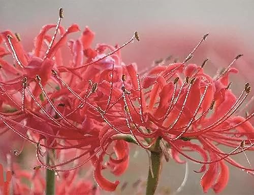 Lycoris Radiata Bulb - Una bombilla de lirio de araña roja