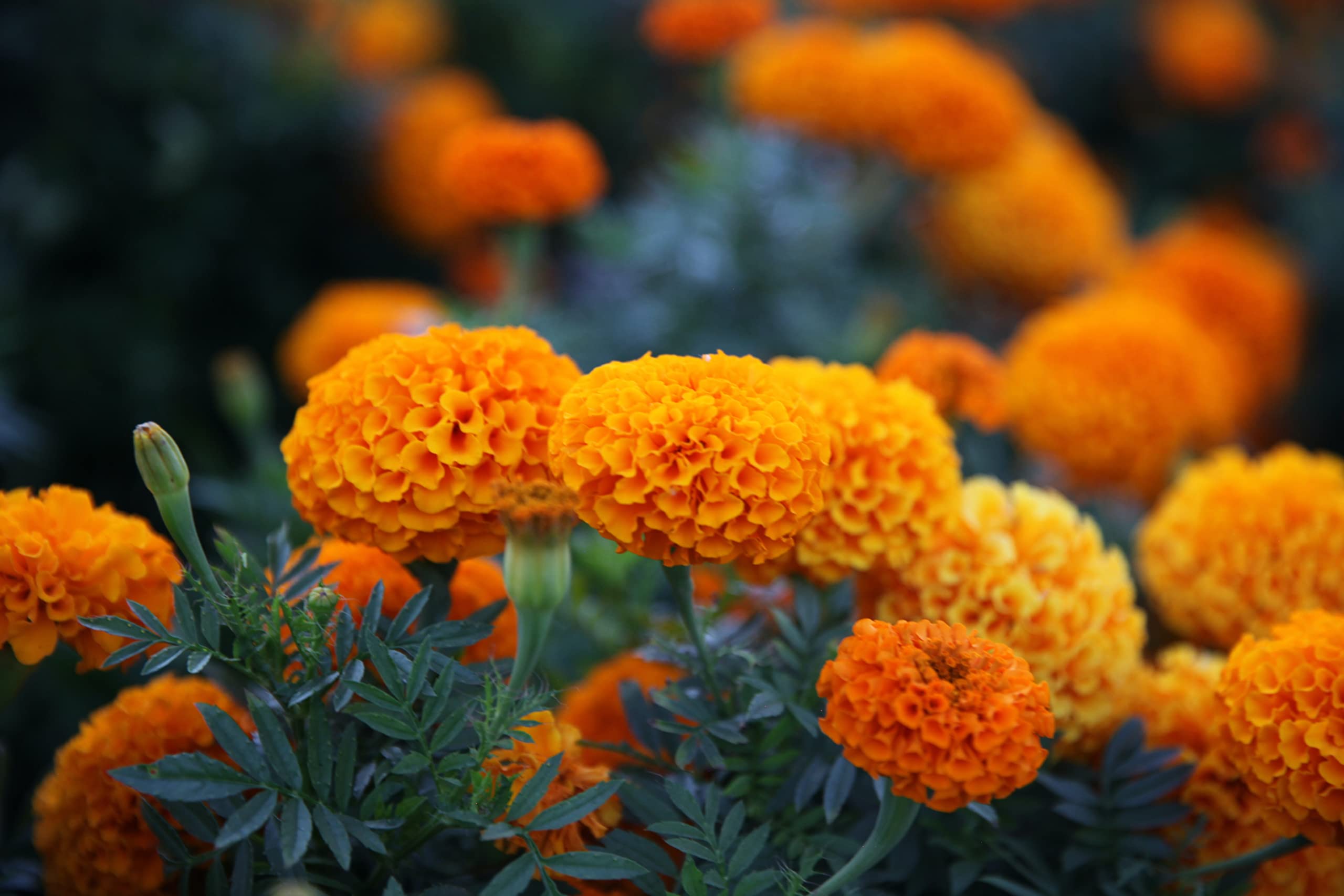 Nelesa Gardening African Marigold Flower Seeds Mix Colour 50 Seeds Pack (B0CDDB2LR1) Amazon Price History, Amazon Price Tracker