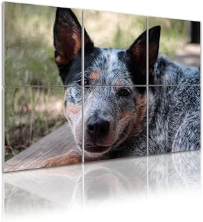 6 Pack Art Acoustic Panels Self Adhesive Australian Cattle Dog Blue Heeler puppy outdoors resting Decorative Soundproof Wall Panels Sound Absorbing Panel 48"x72" for Office Home Studio