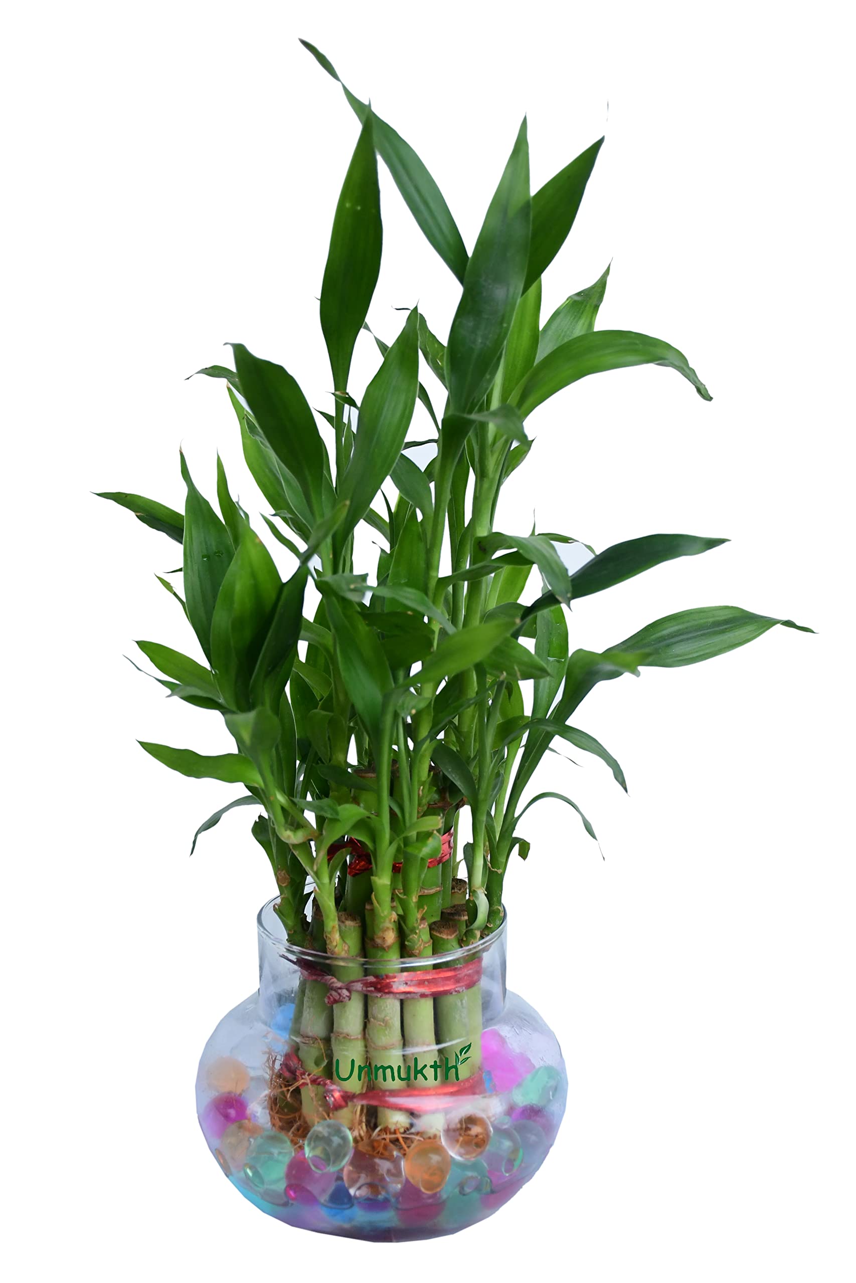 GREEN DECORA Unmukth Natural Live 2 Layer Lucky Bamboo Plant with Glass Pot (Green) (B0943GF3H2) Amazon Price History, Amazon Price Tracker