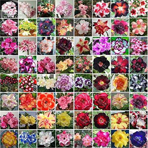 New Bonsai Mixed 64 Types of Adenium Desert Rose Seeds, 100pcs/pack, Black Yellow red Blue White Pink etc Nice Combos