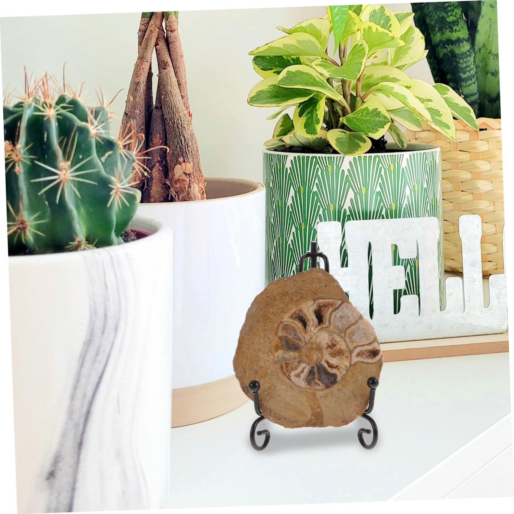 VILLFUL 2pcs Ammonite Ammonite Decor Ammonite Models Ammonite Specimen Ammonite Ornament