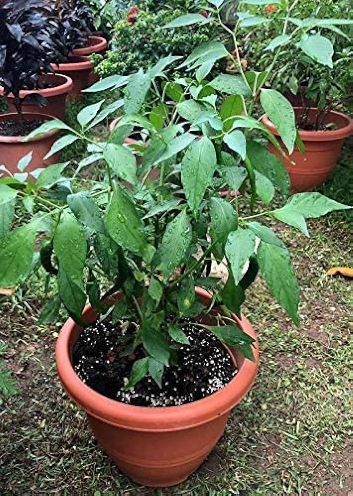 Chilli plants for home garden live (pack of 2) (B0CLSK61Z7) Amazon Price History, Amazon Price Tracker