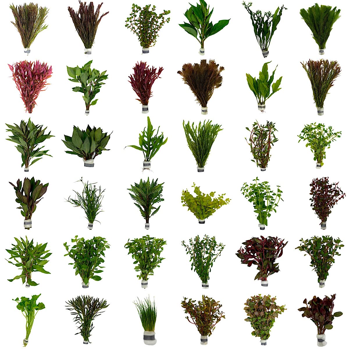 De mooiste Aquariumplanten koop je bij